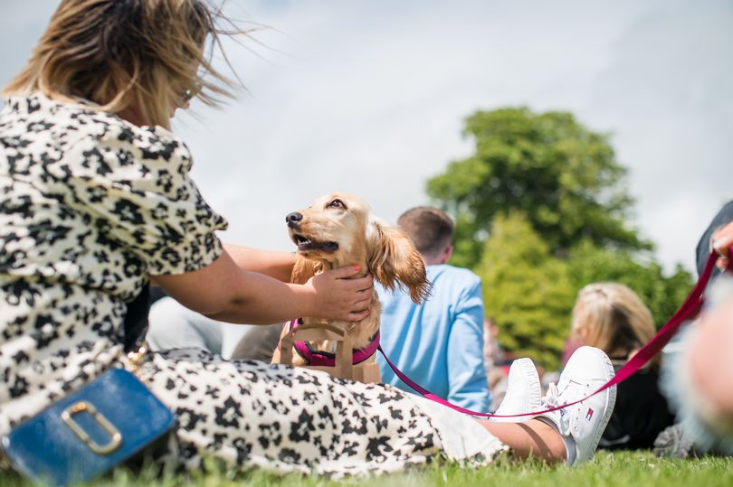 family-friendly-activities-as-dog’s-day-out-returns-to-east-cork