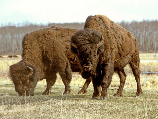 three-bison-elude-a-farm-in-maine;-two-are-captured