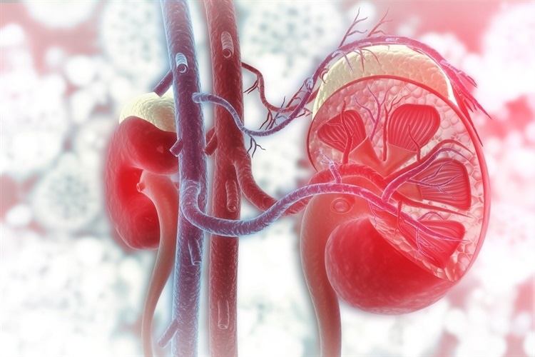 according-to-a-study,-renalase-is-a-new,-independent-predictor-of-mortality-from-covid-19