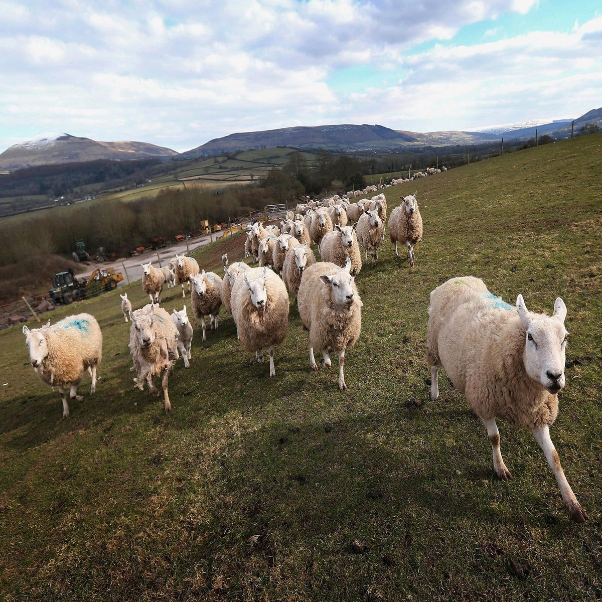 seven-sheep-discover-a-new-shelter-after-escaping-a-butcher-in-new-jersey