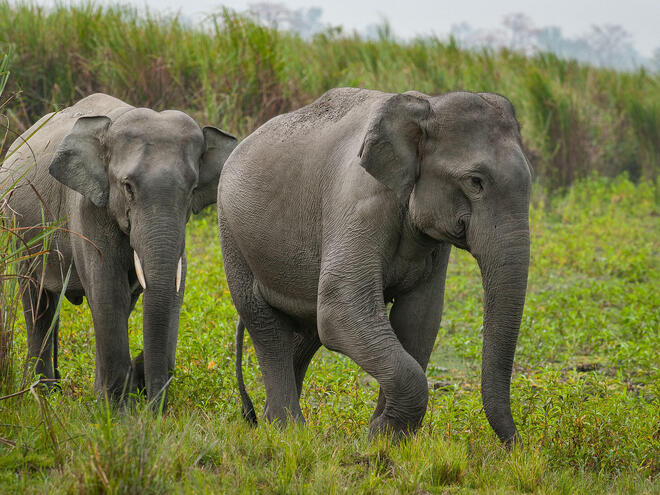 crocodile-seen-on-safari-swinging-on-elephant’s-tail