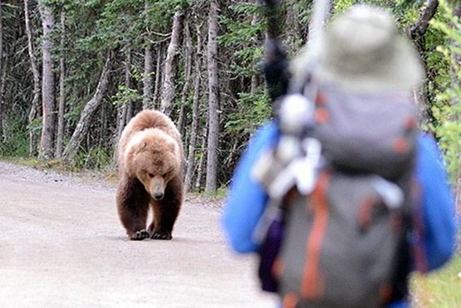 in-a-bear-encounter,-the-national-park-service-advises-“never-to-push-a-slower-friend-down.”