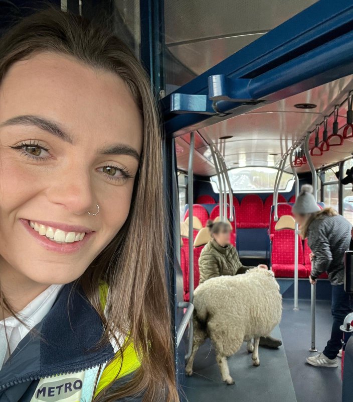 british-bus-driver-pulls-down-to-pick-up-some-lost-sheep