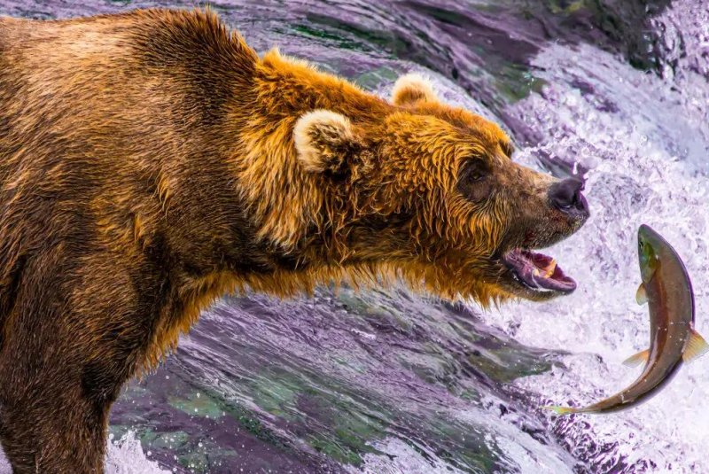 in-alaska,-a-bear-goes-salmon-fishing