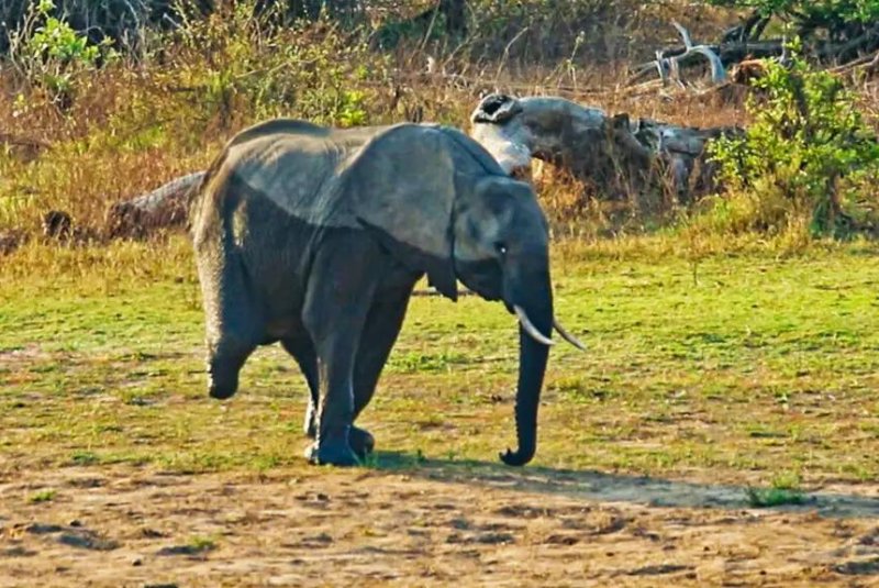 the-kind-herd-helps-vutomi-the-3-legged-elephant-adjust-and-live