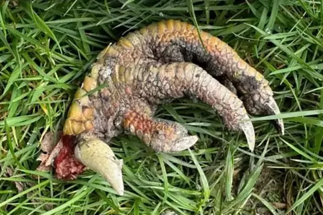 woman-discovers-a-dinosaur-claw-in-her-garden:-expert-response-raises-more-questions