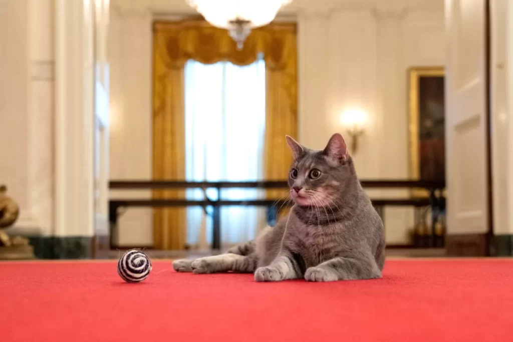 bidens-welcome-willow,-the-2-year-old-tabby,-as-the-new-official-white-house-cat