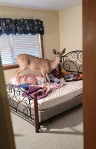 deer-enters-a-residence-in-michigan-and-leaps-into-a-bed
